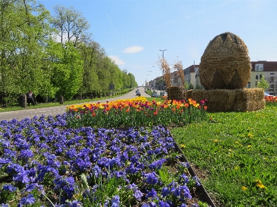 Anlage feld wiese
 blume Foto