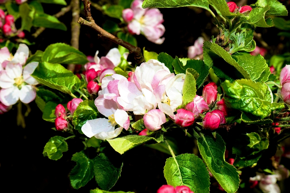 树 自然 分支 开花