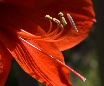 Nature blossom plant photography Photo