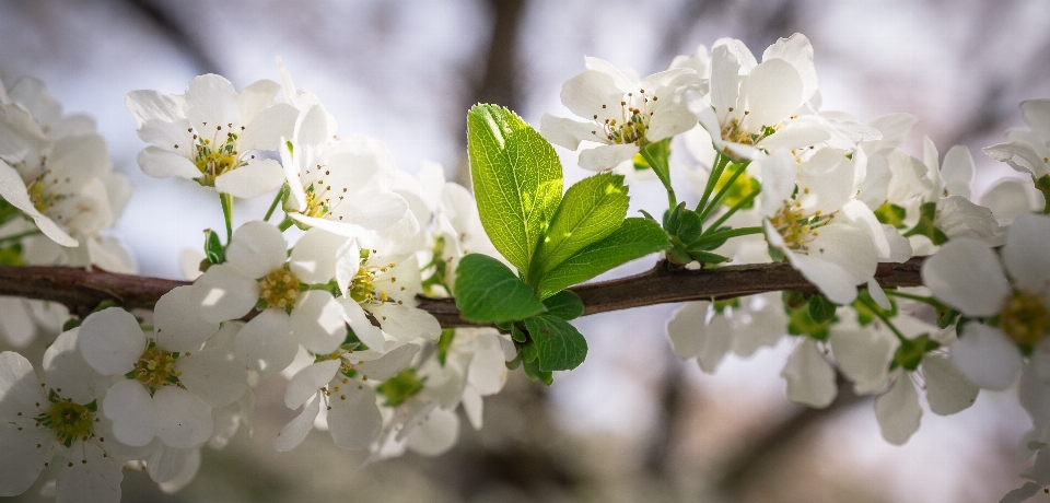 Tree nature branch blossom