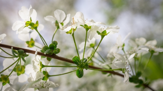 Nature branch blossom plant Photo