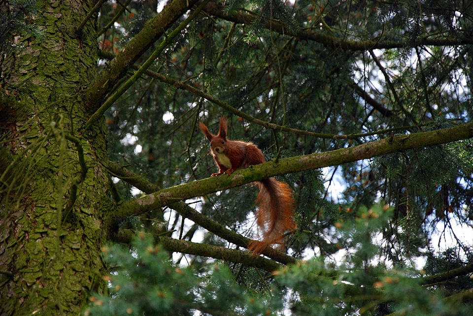 Tree nature forest branch