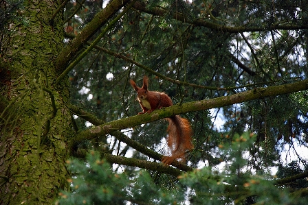 Foto Albero natura foresta ramo