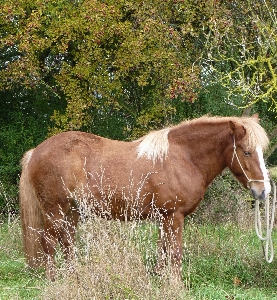 Nature grass meadow prairie Photo