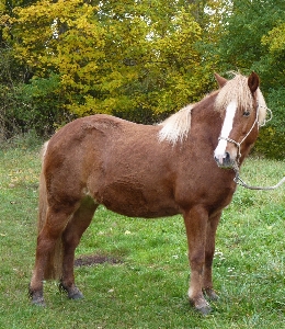 Nature meadow animal pasture Photo