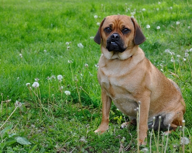 Flower puppy dog animal Photo