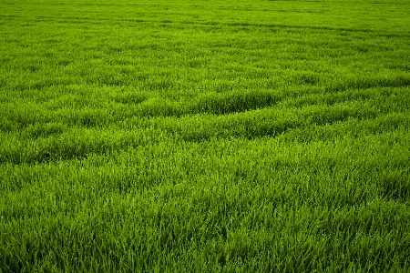 Nature grass plant field Photo