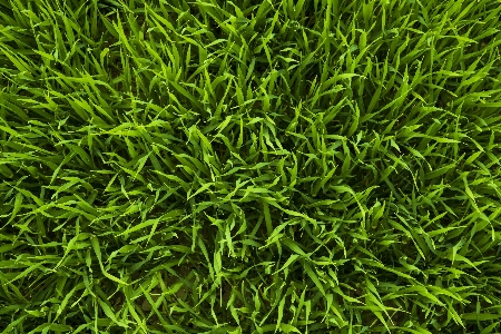 Nature grass plant lawn Photo