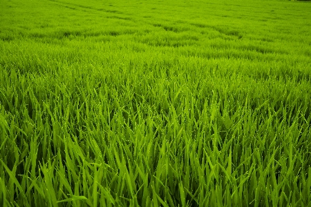 Nature grass plant field Photo