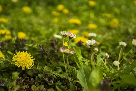 Nature grass bokeh plant Photo