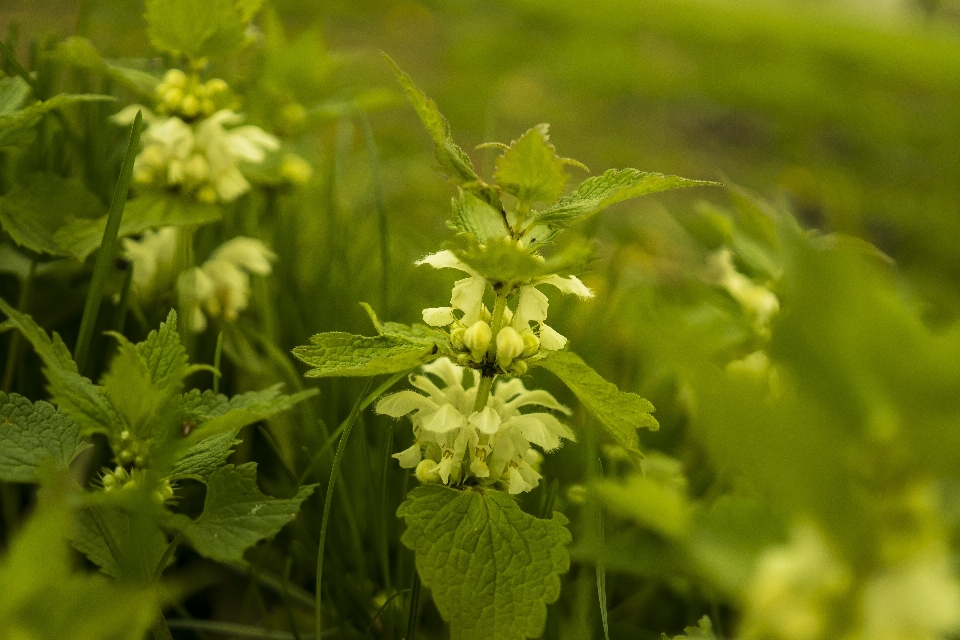 Natureza grama plantar prado
