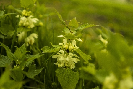 Nature grass plant meadow Photo