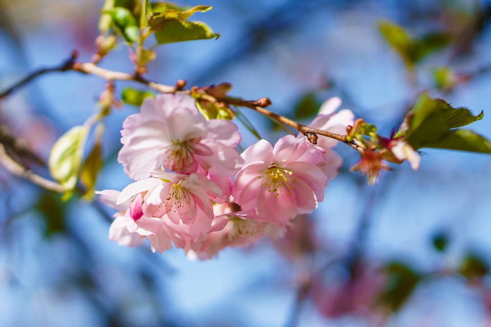 Baum natur zweig blüte