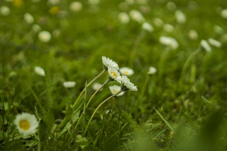 Nature grass blossom dew Photo