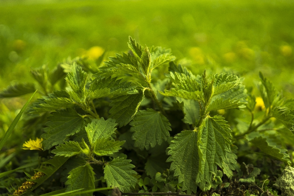 Natura erba pianta prato
