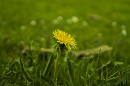 Nature grass bokeh plant Photo