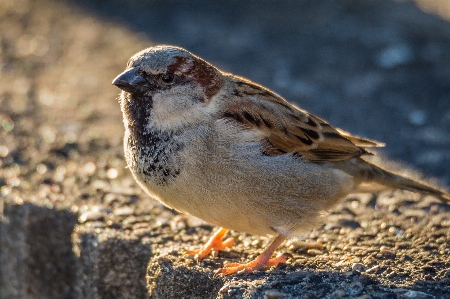 Nature branch bird animal Photo