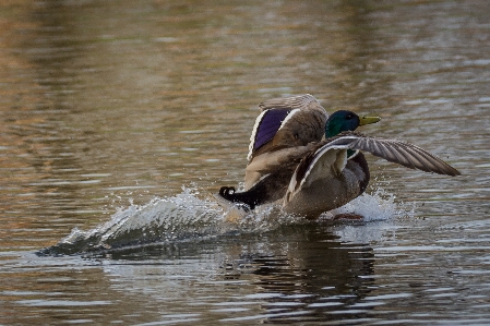 Water nature bird wing Photo