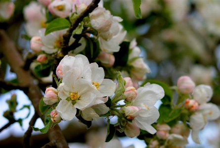 Nature branch blossom plant Photo