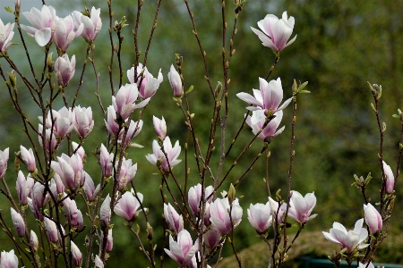 Foto Fiore pianta petalo primavera