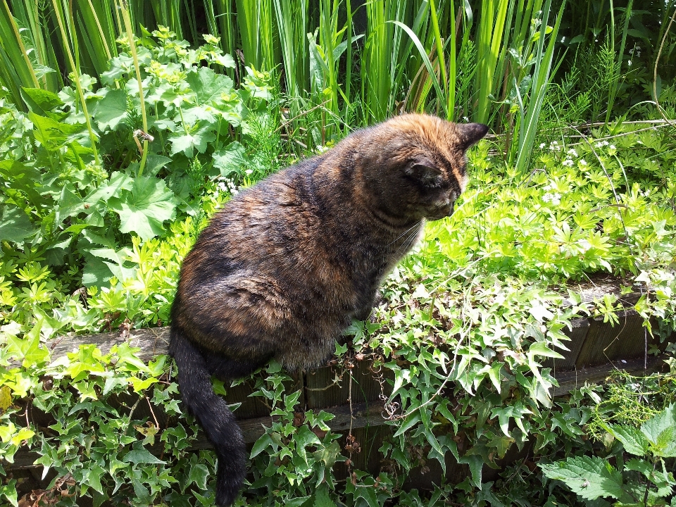 花 野生動物 密林 猫