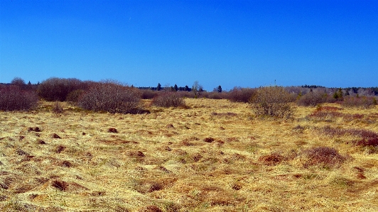 Landscape nature marsh wetlands Photo