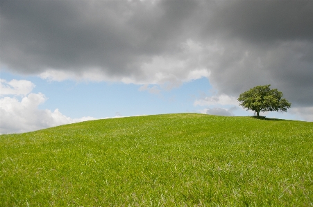 Landscape tree nature grass Photo