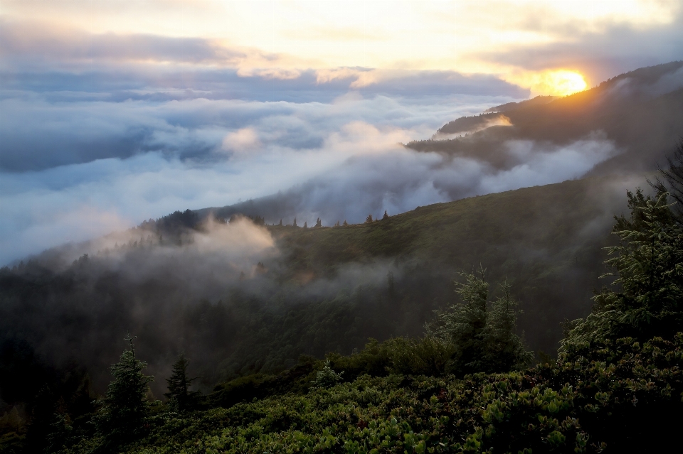 Landscape nature forest wilderness