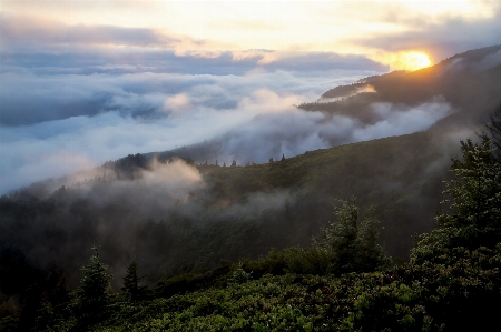 Landscape nature forest wilderness Photo