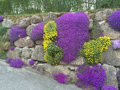 Photo Nature usine pelouse fleur