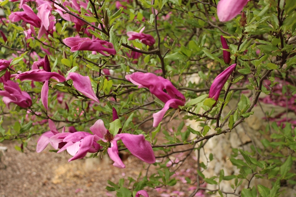 Florescer plantar flor pétala