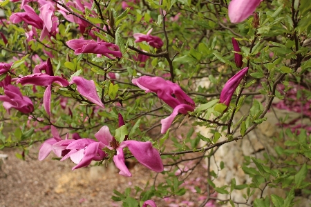 花 植物 花弁 バン 写真