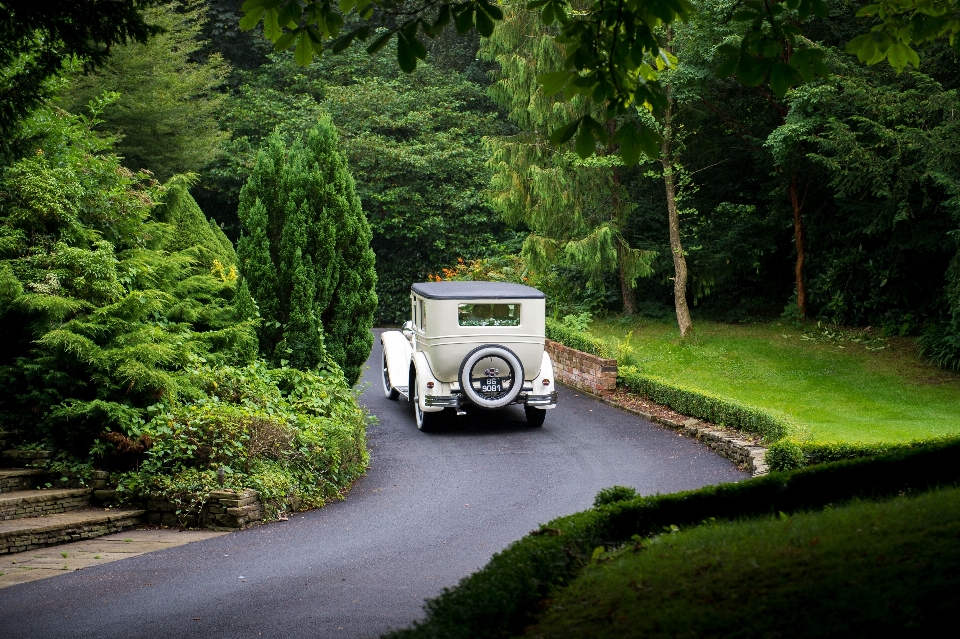 Tree forest car green