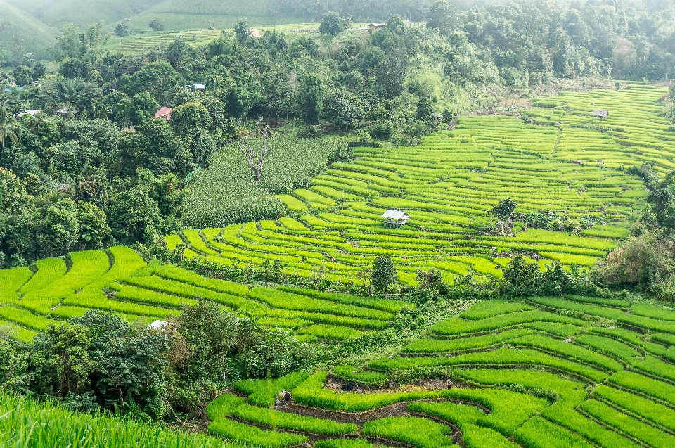 Landscape field pasture agriculture