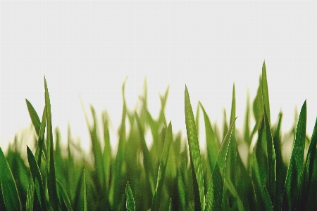 草 植物 分野 芝生 写真