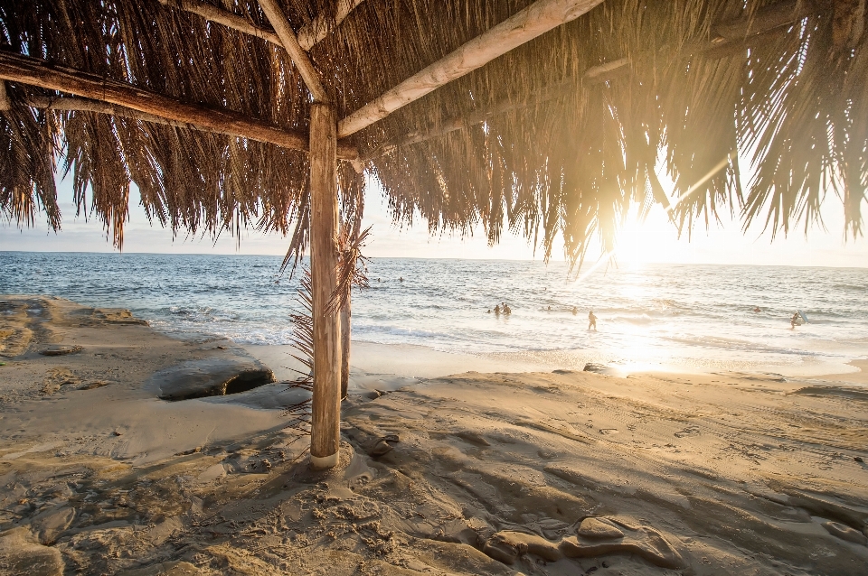 Plage mer côte arbre