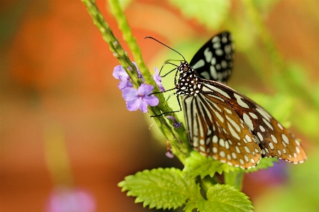 Foto Natureza asa fotografia flor