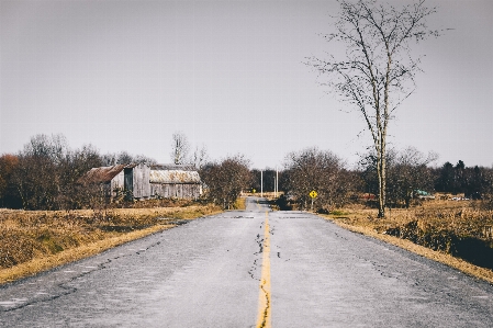 風景 木 雪 冬 写真