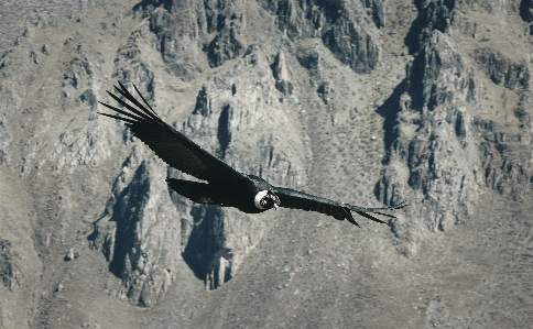 Photo Neige oiseau aile avion