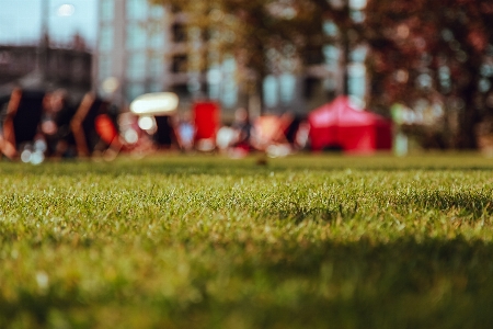 Tree grass blur plant Photo