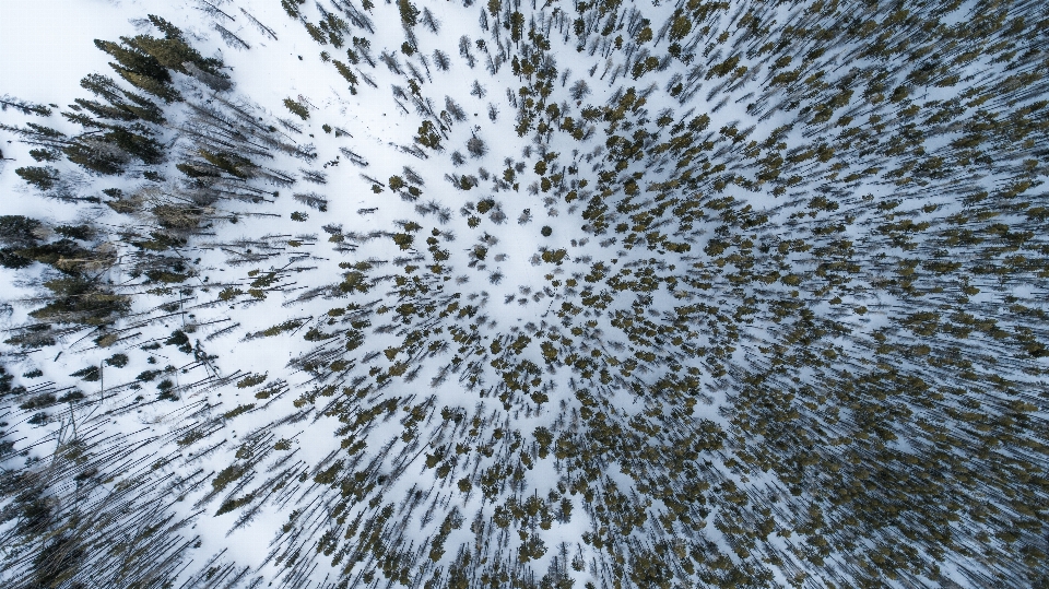 Baum natur wald gras