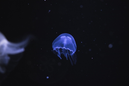 Purple underwater biology jellyfish Photo