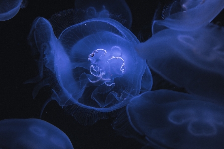 Purple underwater biology jellyfish Photo