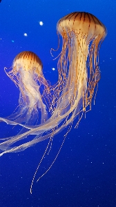 Underwater biology jellyfish blue Photo