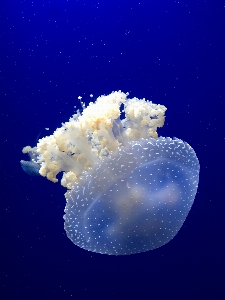 Underwater biology jellyfish blue Photo