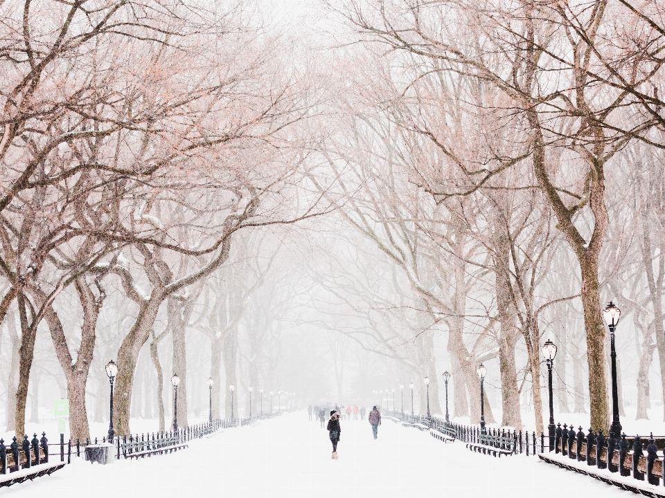 árvore filial neve frio