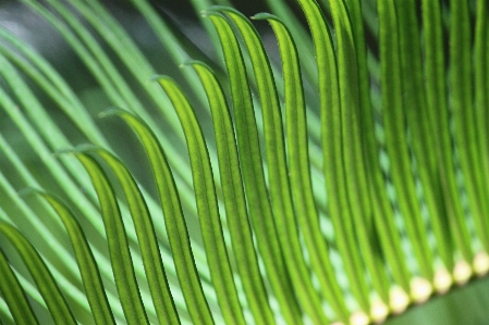 Tree grass branch plant Photo