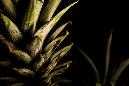 Tree nature grass branch Photo