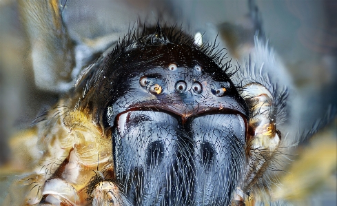 Foto Fotografia animais selvagens fauna primata