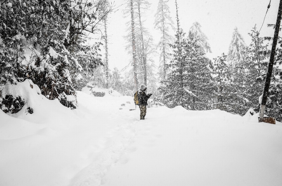 树 森林 雪 冬天